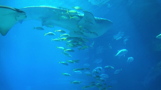 The Whale shark and schools of various tropical fish including the Giant trevally and the Bigeye trevally swimming underwater. Close up shot of Rhincodon typus. 4K 