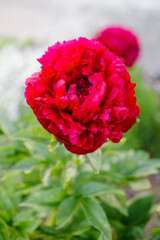 Fototapeta premium Massive Red Henry Bockstoce Peony Flower in Bright Garden