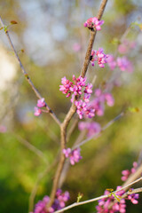 Fototapeta premium Spring Blooming Cercis Tree with Pink Flowers