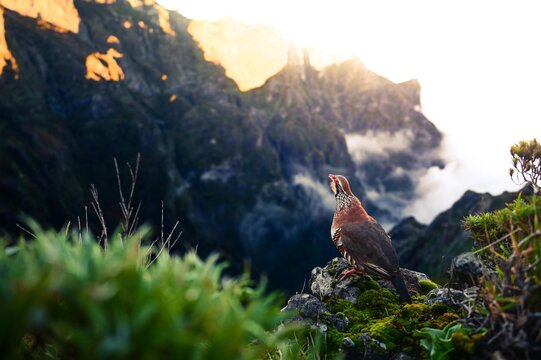 Vogel, Rothun sitzt auf einem Felsvorsprung in den Bergen von Madeira, PR1, Stairway to Heaven