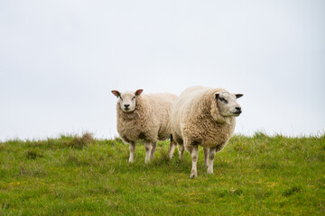 Fototapeta premium Sheep flock on a pasture, livestock animal farm, stockbreeding, faming and agriculture in the Netherlands, sheeps on spring meadow 