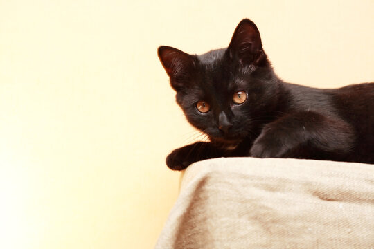 Nice Kitten