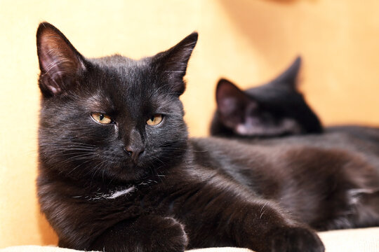 Two Kittens