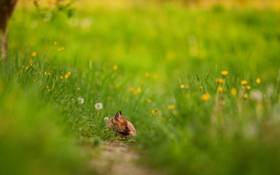 Baby Fuchs, Fuchswelpe schl&auml;ft eingerollt in einer hohen Blumenwiese