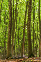 Fototapeta premium 新緑のブナ林 （新潟県十日町市松之山・美人林）/ Fresh green beech forest