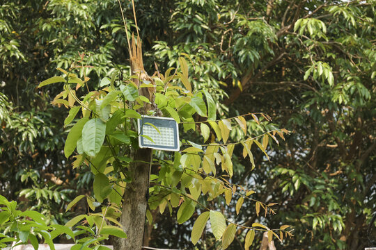 Modern led floodlight attached to rough tree trunk surrounded by lush green leaf foliage providing outdoor security lighting for peaceful garden environment saving sustainable energy