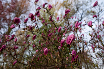 Kwitnące magnolie w parku w Pszczynie, wiosenny krajobraz w ciepłym świetle © Elżbieta Kaps