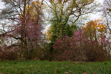 Kwitnące magnolie w parku w Pszczynie, wiosenny krajobraz w ciepłym świetle © Elżbieta Kaps