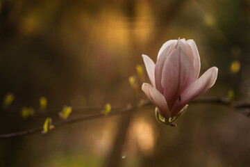 Kwiat magnolii w zbliżeniu, wiosna w parku w Pszczynie, delikatne światło © Elżbieta Kaps