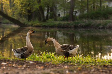 Park w Pszczynie wiosną o poranku, ciepłe światło słoneczne i świeża zieleń © Elżbieta Kaps