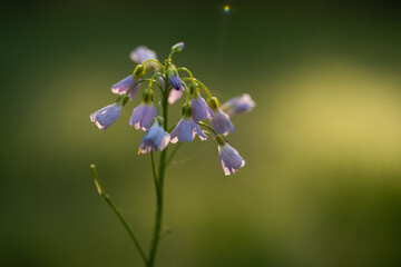 Wiosenne kwiaty w ciepłym porannym świetle, naturalna fotografia przyrodnicza © Elżbieta Kaps