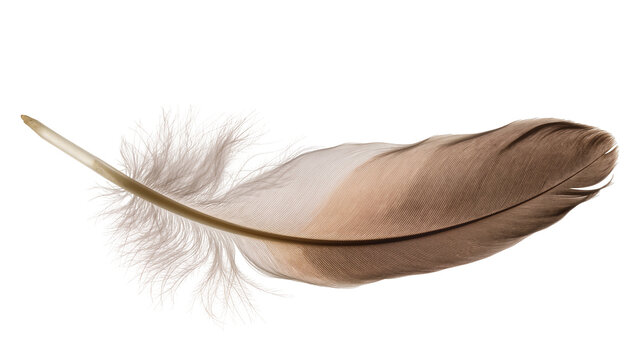 Brown fluffy bird feather with delicate barbs and pointed tip