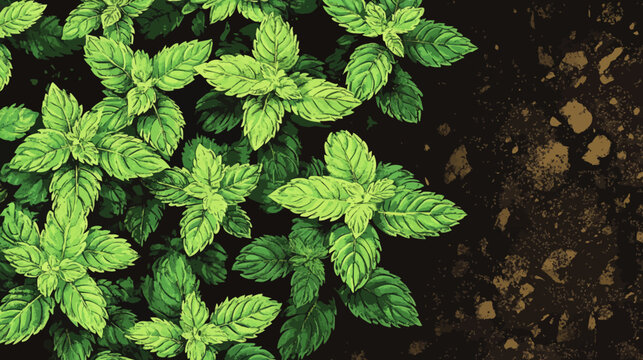 Close-up illustration of lush green mint leaves with a dark earth background. Detailed texture