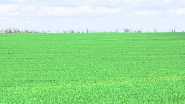 A vast green field stretches under a clear blue sky. The landscape is flat with a few distant trees on the horizon. Ideal for agricultural themes.