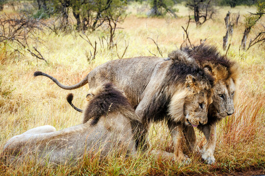 Three African lions male bonding in Greater Kruger National park, South Africa ; Specie Panthera leo family of Felidae