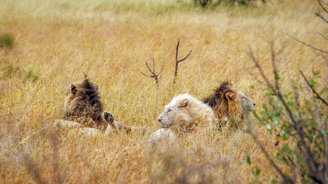 White African lion lying down with two brothers in savannah in Greater Kruger National park, South Africa ; Specie Panthera leo family of Felidae