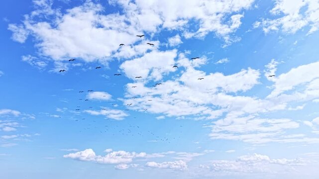 A flock of white storks is seen flying high in the blue sky with clouds scattered around. The scene takes place during daylight in an open area.