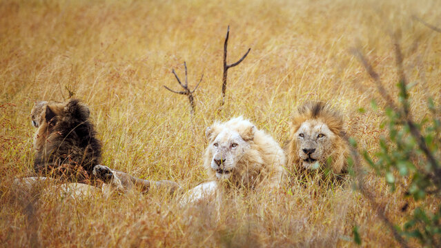 White African lion lying down with two brothers in savannah in Greater Kruger National park, South Africa ; Specie Panthera leo family of Felidae