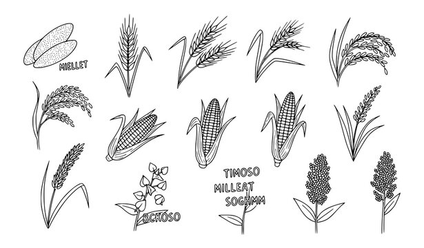 Cereals doodle line icons vector wheat barley rice grain plants set