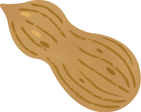 Peanut pod
