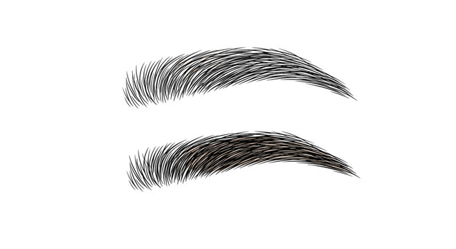 High detail illustration of two different eyebrow shapes and textures for beauty salon services or cosmetic makeup application tutorials.