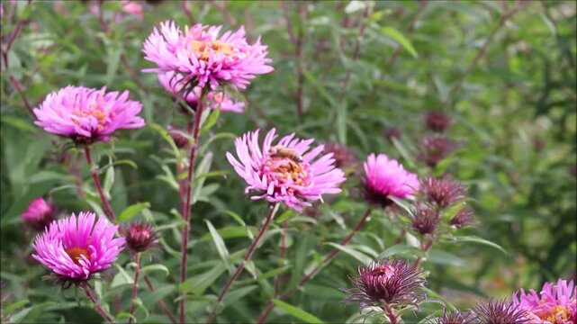 A bee collects nectar and pollinates two pink aster flowers, flying from flower to flower on a sunny autumn day &mdash; color horizontal video, close-up