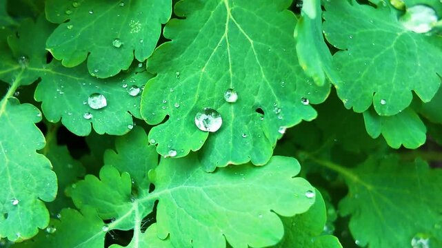 Drops of spring rain glisten on green leaves in the garden