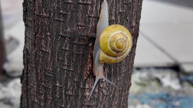 Grape snail sitting on a trunk tree in a garden. Observation of the behavior of grape snails in the nature