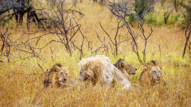 White African lion lying down with three brothers in savannah in Greater Kruger National park, South Africa ; Specie Panthera leo family of Felidae