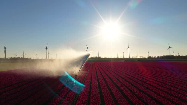 Agricultural irrigation pivot gun spraying water on a field of tulips during springtime aerial footage.