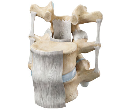 Vertebral ligaments of the spine providing stability, flexibility, and supporting spinal movement and posture