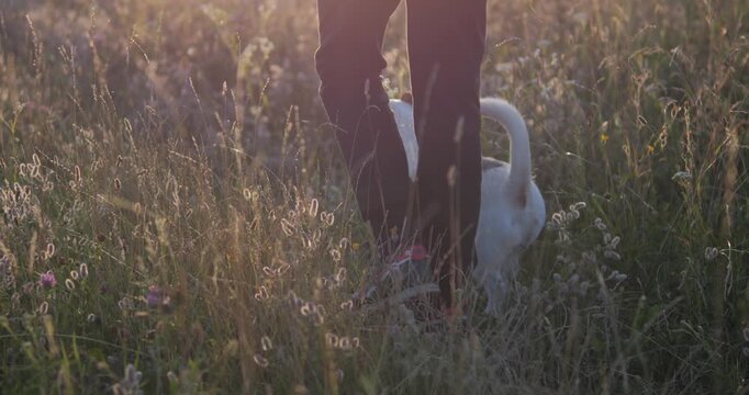 Walking with a dog in nature. A boy walks along a path in a field with a Jack Russell.