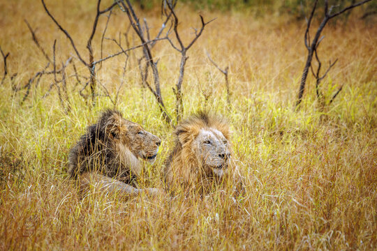 Two African lions male lying done in dry savannah in Greater Kruger National park, South Africa ; Specie Panthera leo family of Felidae