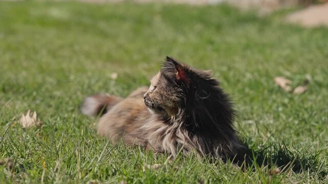 Adorable fluffy tortoiseshell cat relaxing in green grass