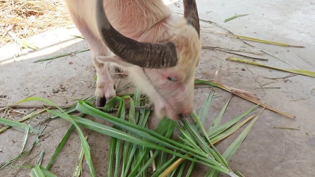Footage of a Beautiful Thai White Buffalo Feeding on Green Grass