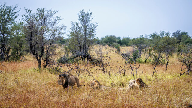 Four majestic African lions male with white lion and one the move in dry savannah in Greater Kruger National park, South Africa ; Specie Panthera leo family of Felidae