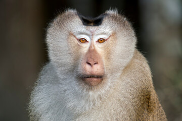 Obraz premium A portrait of a mighty face of a Northern Pig-tailed Macaque in Thailand, Asia.