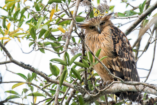 A Buffy Fish-owl during daytime in Thailand, Asia.