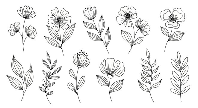 Detailed line drawings of various flowers.