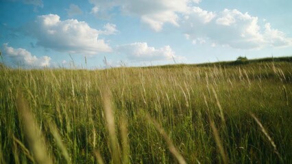 Fototapeta premium Windy grass prairie with tall wild grasses and blue sky for nature background and poster design