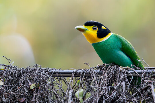 A Long-tailed Broadbill on a wire with its nest in Thailand