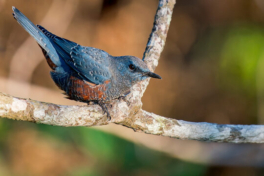 A Blue Rock-thrush on a branch in Thailand, Asia.