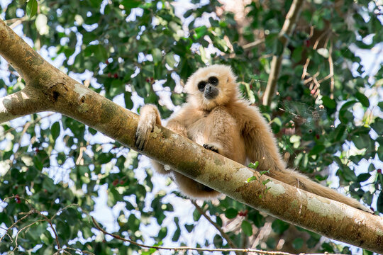 In the afternoon, a female White-handed Gibbons also called Lar Gibbons in a tree in Thailand, Asia.