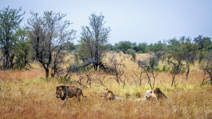 Naklejka premium Four majestic African lions male with white lion and one the move in dry savannah in Greater Kruger National park, South Africa ; Specie Panthera leo family of Felidae