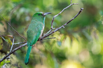 Fototapeta premium A Blue-bearded Bee-eater sits on a branch in Thailand