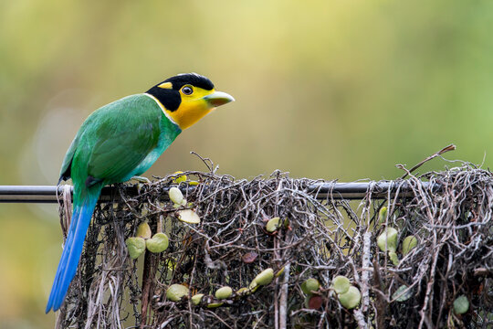 A Long-tailed Broadbill on a wire with its nest in Thailand
