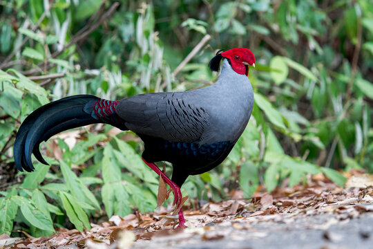 A Siamese Fireback on the ground in Thailand, Asia.