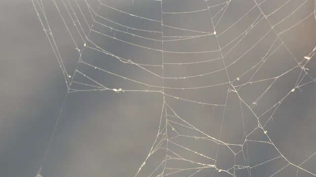 Spiderweb, web, nature, detailed intricate web swaying gently in natural environment, catching light.