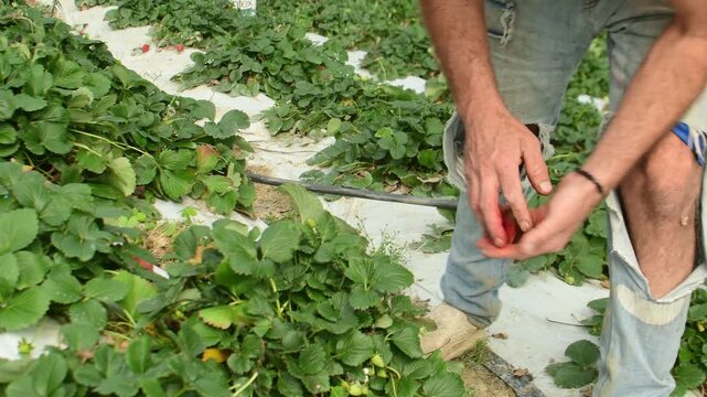 Close-up of farm worker picking ripe strawberries and placing them into a black bucket in a cultivated field. The image highlights hands-on agricultural work, with rows of strawberry plants growing