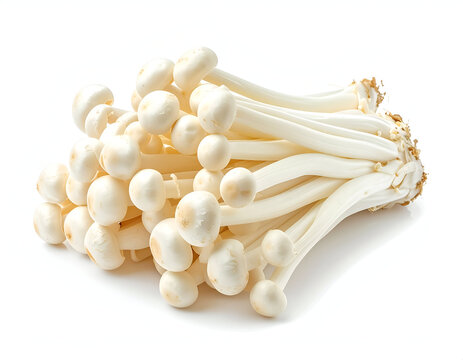 Fresh white enoki mushrooms isolated on white background for Japanese shabu shabu hotpot and healthy culinary ingredient concepts